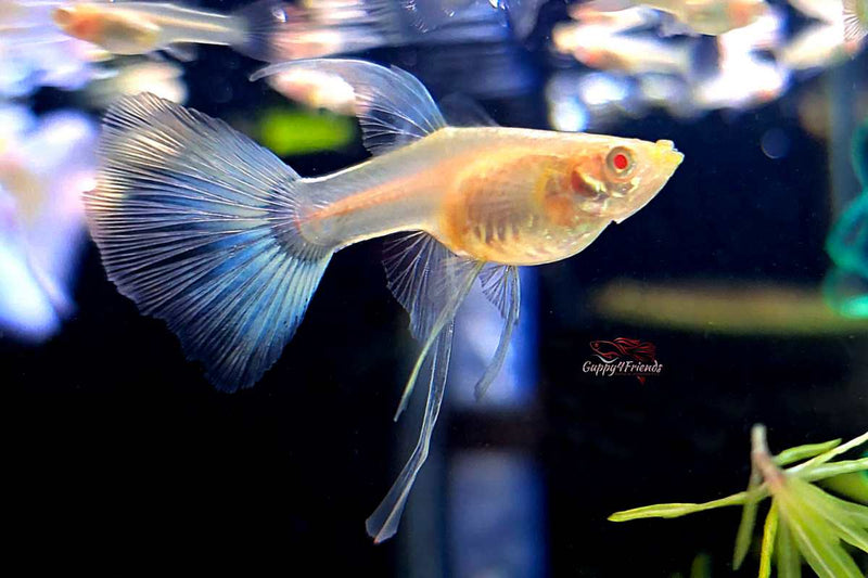 Blue Topaz RIBBON Albino / Sky Blue - Hochzucht Guppy Poecilia reticulata *DNZ*