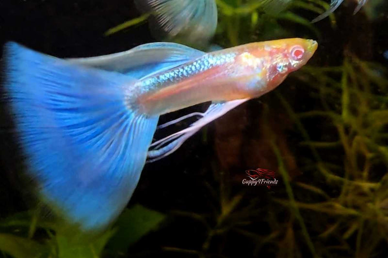 Guppy-Blue-topaz-ribbon-albino-hochzucht-guppys-poecilia-reticulata-sky-blue