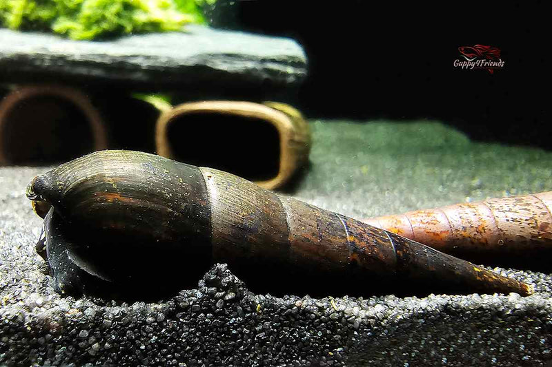 Teufelsdornschnecke-faunus-ater-aquariumschnecke-faunusaterblack-große-schnecken