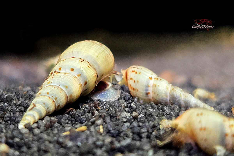 Malaiische / Indische Turmdeckelschnecke - Melanoides tuberculata