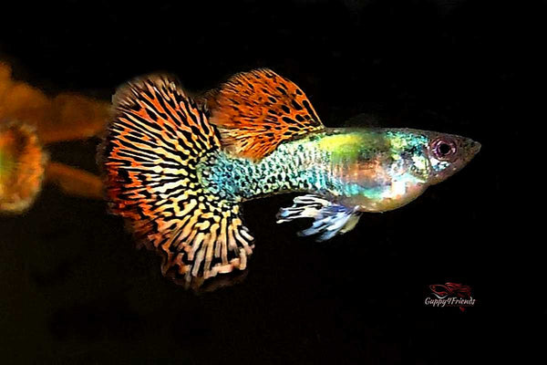 Hochzuchtguppy-Hochzucht-Guppy-Regdragon-Red-Dragon-BigEars-Big-Ears-Dumbo-Ears-Poecilia-reticulata-Fische-online-kaufen-onlinekaufen-fisch