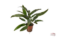 Cryptocoryne-usteriana-wasserkelch-Barschpflanze-hammerschlag-cryptocoryne-gewellte-Blätter-grosse-wasserpflanze-hintergrundpflanze-aquariumpflanze