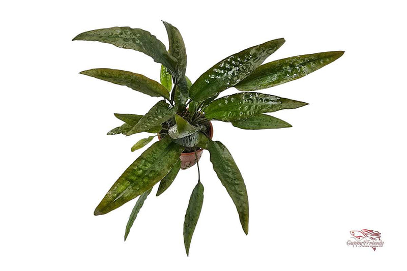 Cryptocoryne Usteriana – Riesen-Wasserkelch / Topf