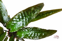 Cryptocoryne Usteriana – Riesen-Wasserkelch / Topf